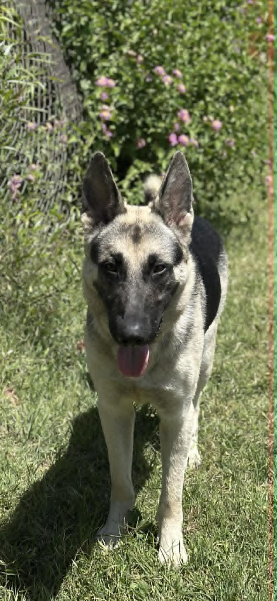 Enlarge Rossi, a ADOPTABLE mixed breed in Mesa, AZ image 2/4