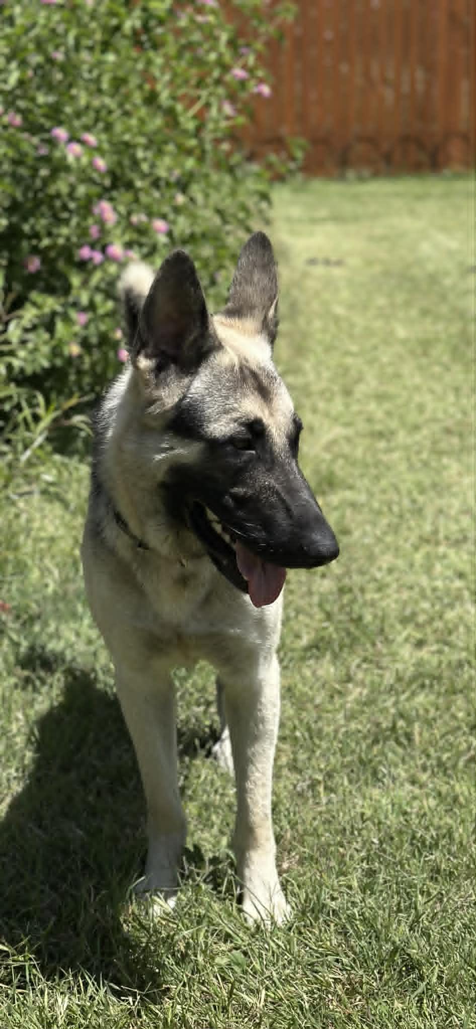 Enlarge Rossi, a ADOPTABLE mixed breed in Mesa, AZ image 3/4