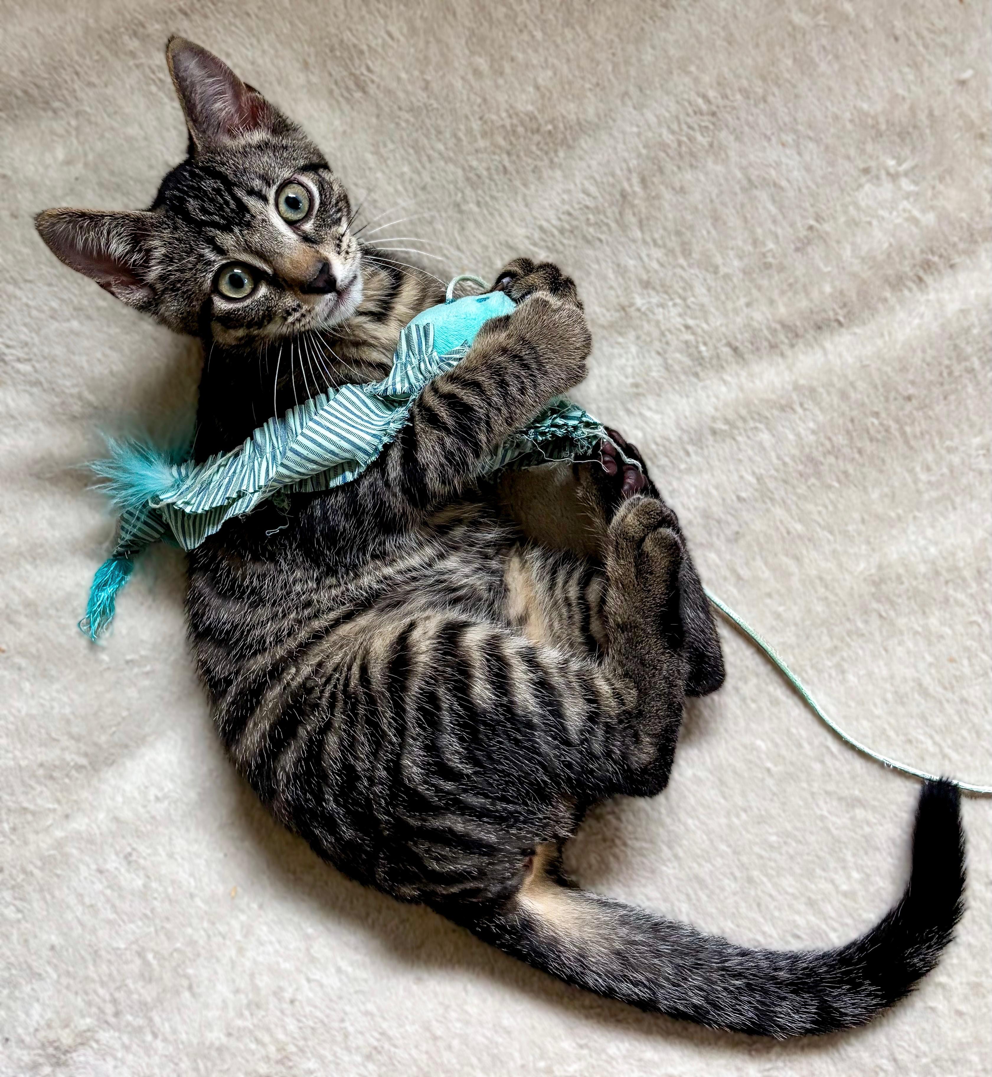 Enlarge Peas, an adoptable Domestic Short Hair in Ridgefield, CT image 5/6