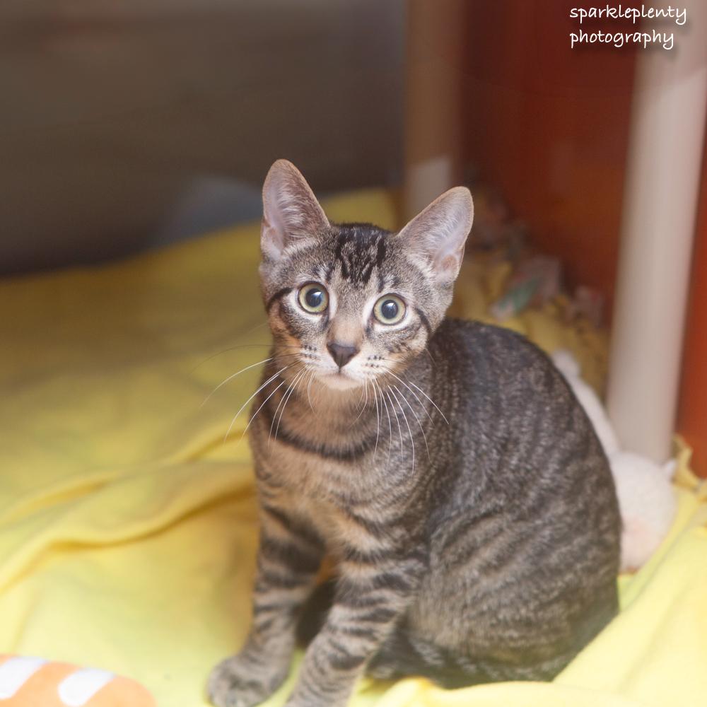 Enlarge Peas, an adoptable Domestic Short Hair in Ridgefield, CT image 3/6