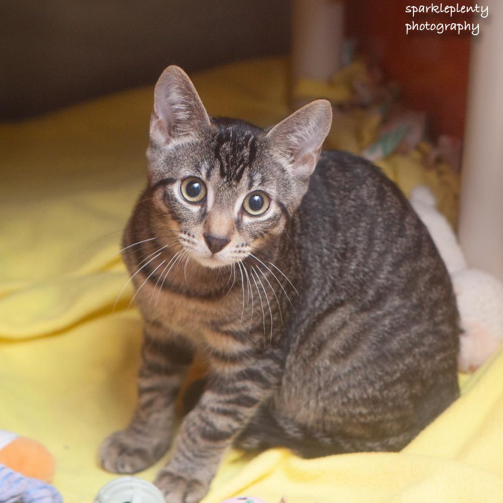 Peas, adoptable, Kitten Male Domestic Short Hair.