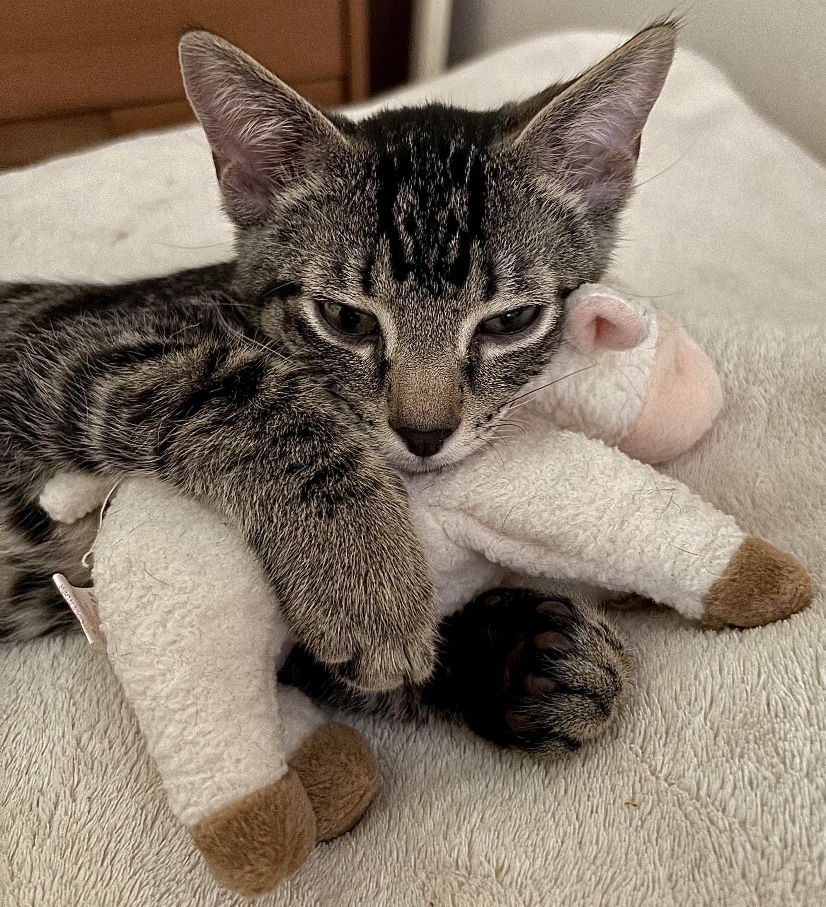 Enlarge Peas, an adoptable Domestic Short Hair in Ridgefield, CT image 4/6