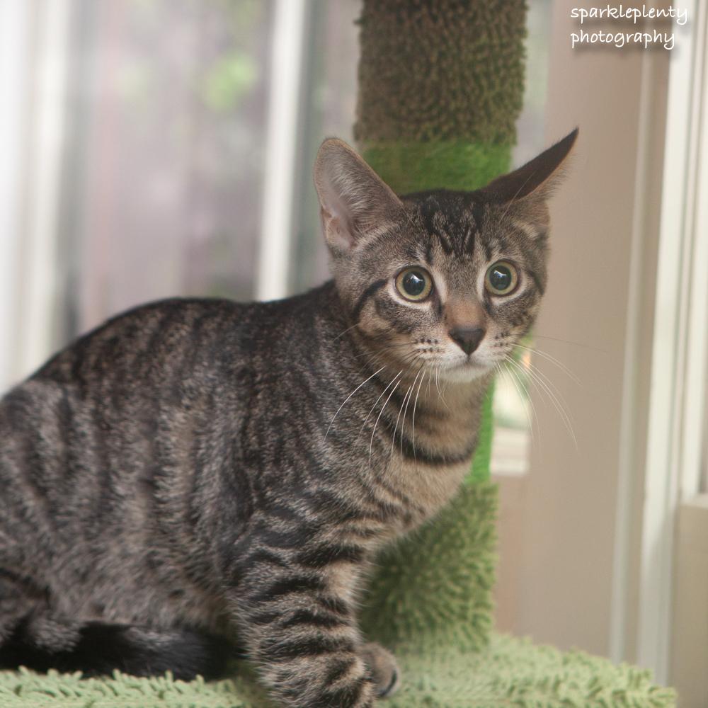 Enlarge Peas, an adoptable Domestic Short Hair in Ridgefield, CT image 2/6