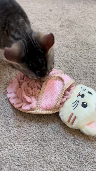 Enlarge Peas, an adoptable Domestic Short Hair in Ridgefield, CT video 6/6