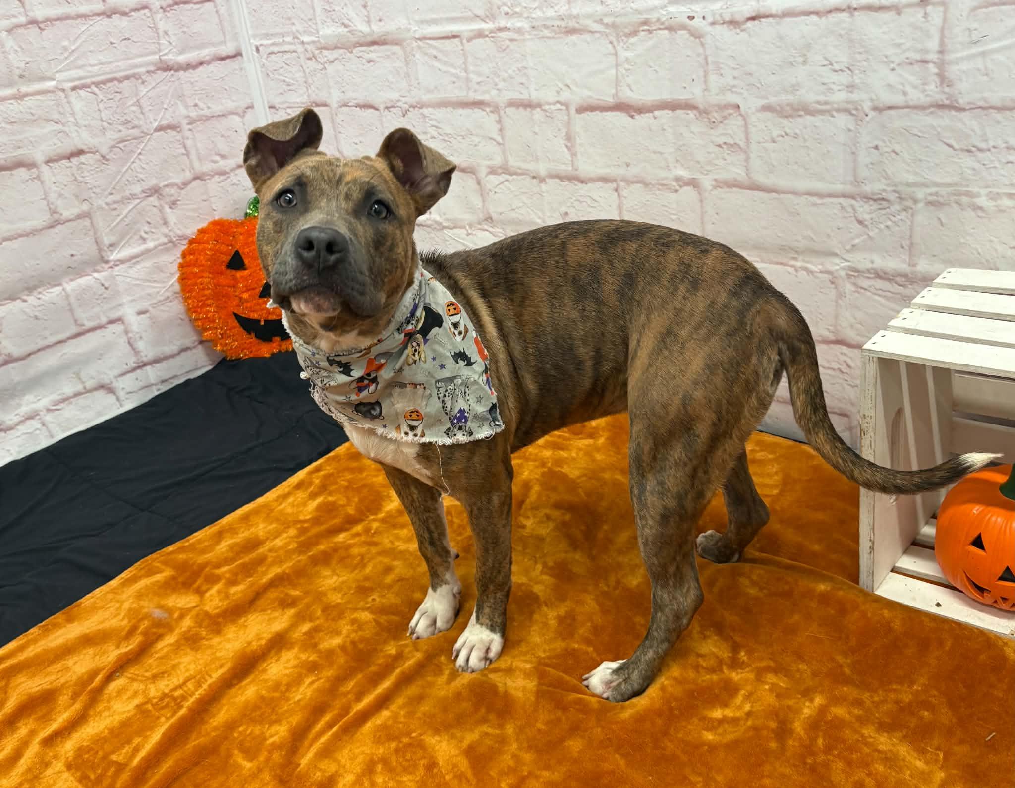 Enlarge Cheerio, a Adoptable mixed breed in Oxford, MI image 1/6