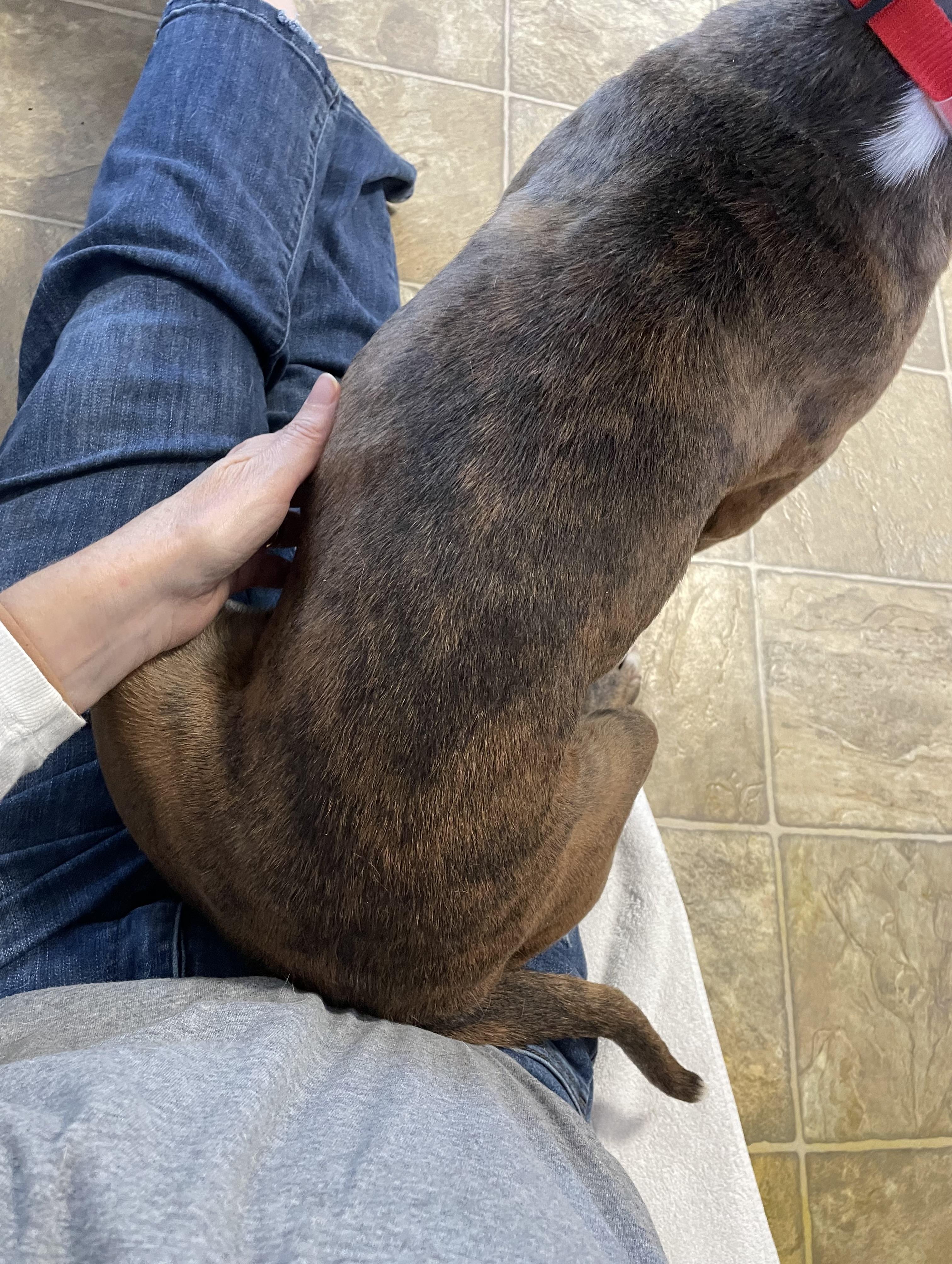 Enlarge Cheerio, a Adoptable mixed breed in Oxford, MI image 4/6