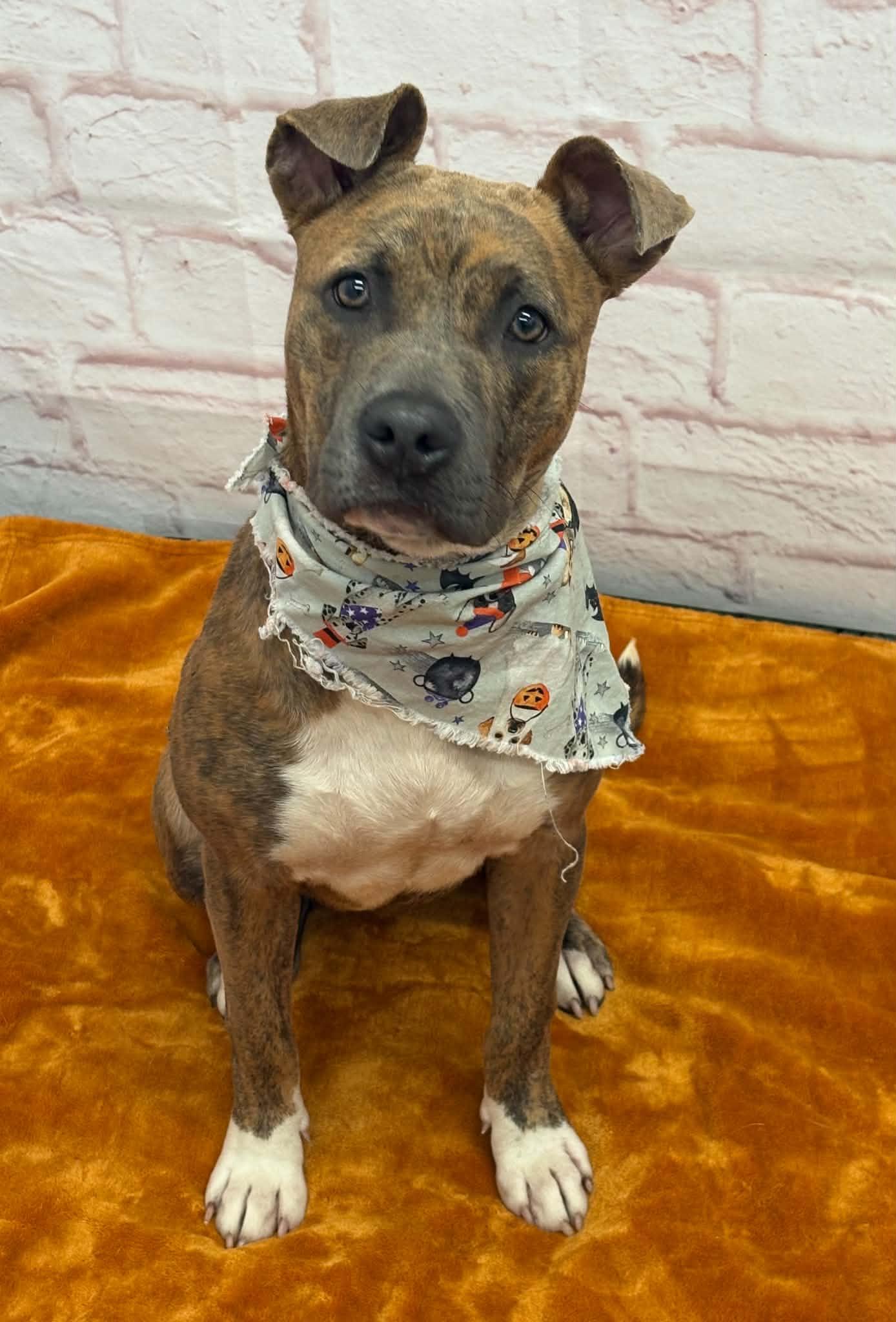 Enlarge Cheerio, a Adoptable mixed breed in Oxford, MI image 2/6