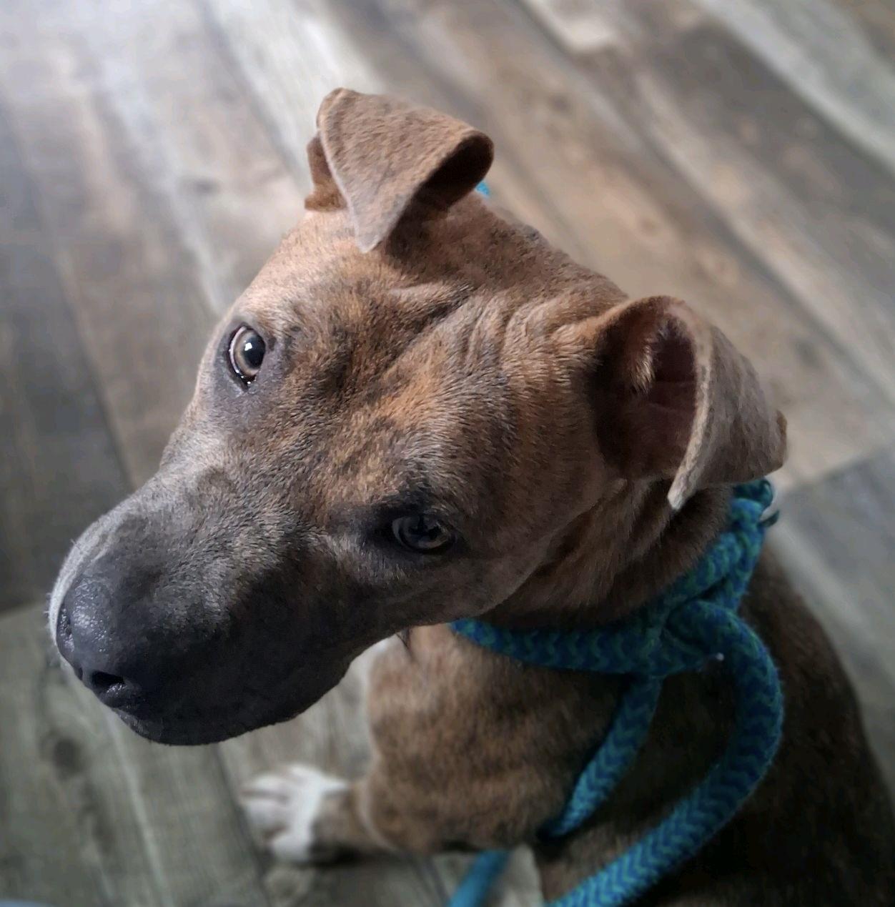 Enlarge Cheerio, a Adoptable mixed breed in Oxford, MI image 5/6