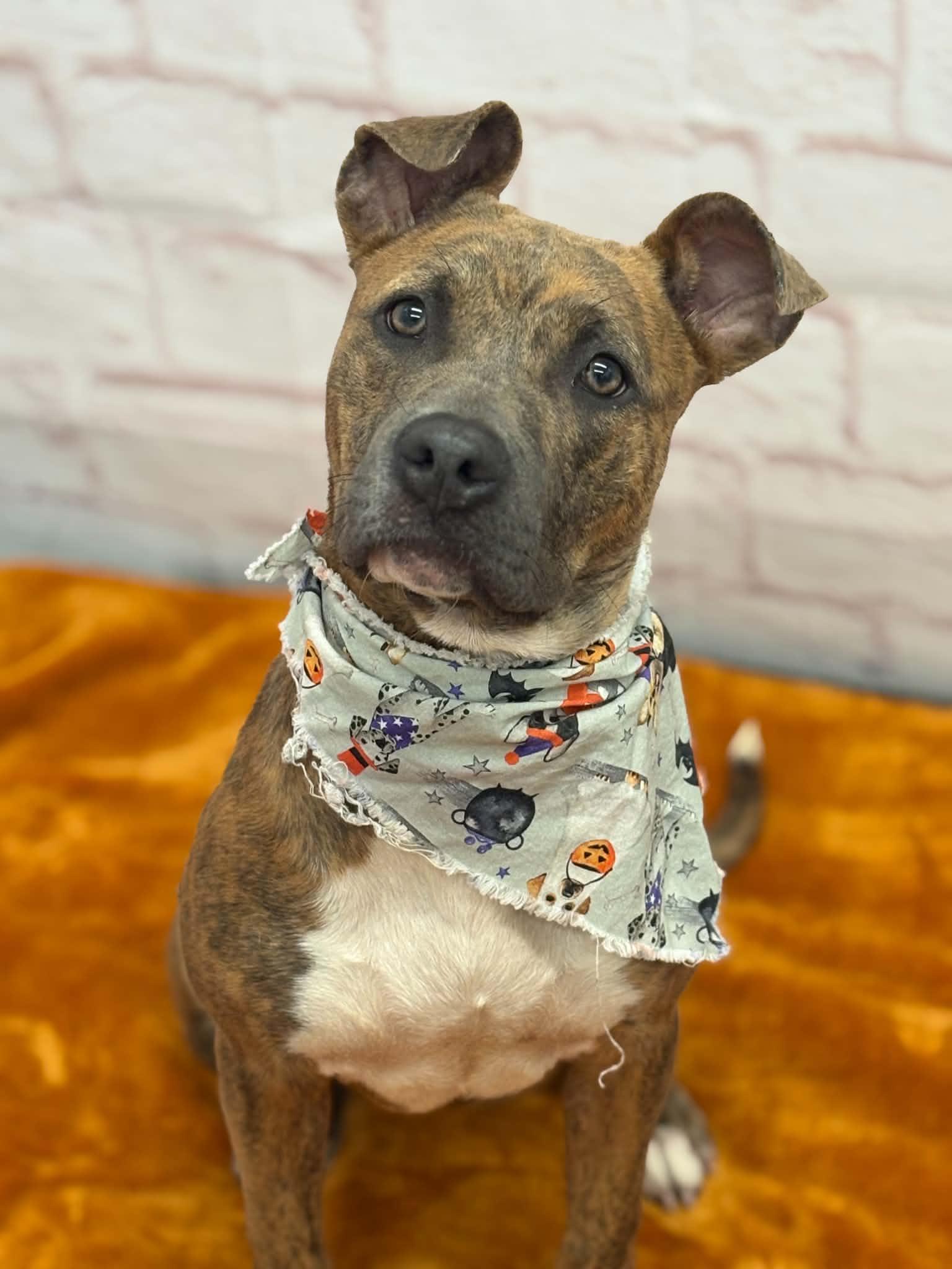 Enlarge Cheerio, a Adoptable mixed breed in Oxford, MI image 3/6