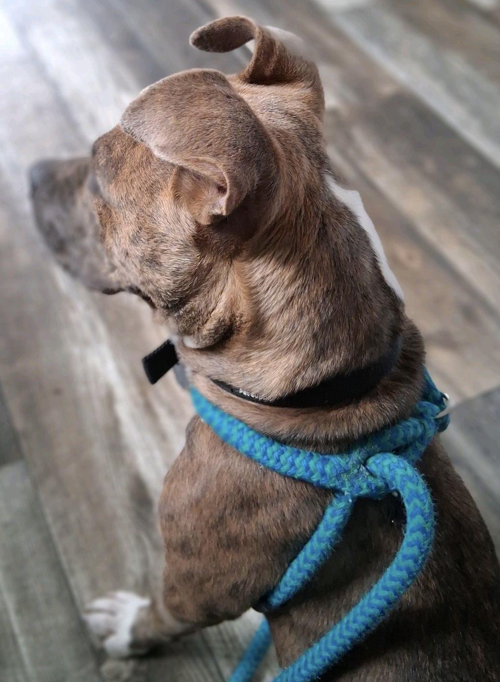 Enlarge Cheerio, a Adoptable mixed breed in Oxford, MI image 6/6