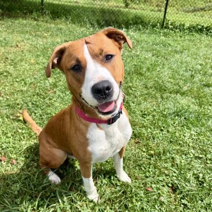 Grits, Adoptable, Adult Male Mixed Breed & Mixed Breed.