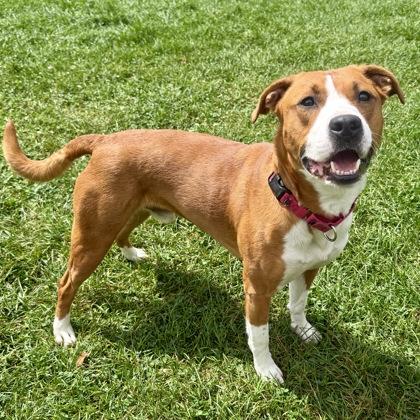 Grits, a Adoptable mixed breed in East Montpelier, VT image 2/3