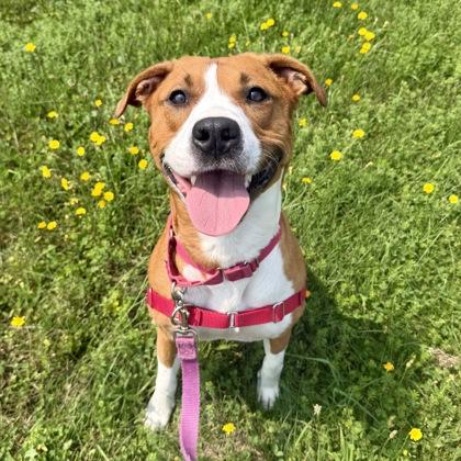 Grits, a Adoptable mixed breed in East Montpelier, VT image 3/3