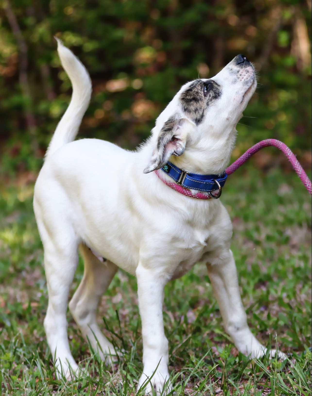 Enlarge Luda, a ADOPTABLE mixed breed in Maidens, VA image 3/6