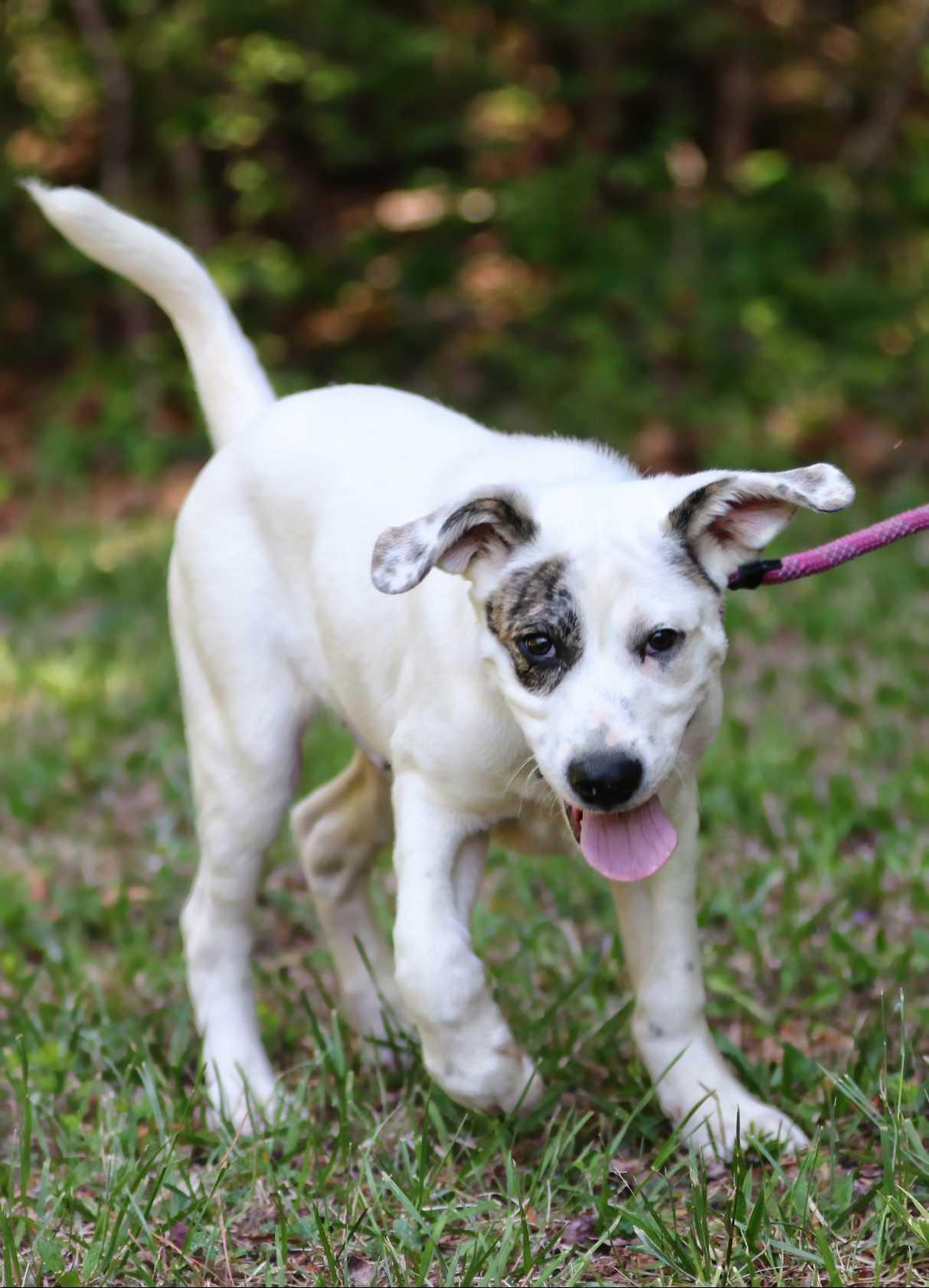 Enlarge Luda, a ADOPTABLE mixed breed in Maidens, VA image 5/6