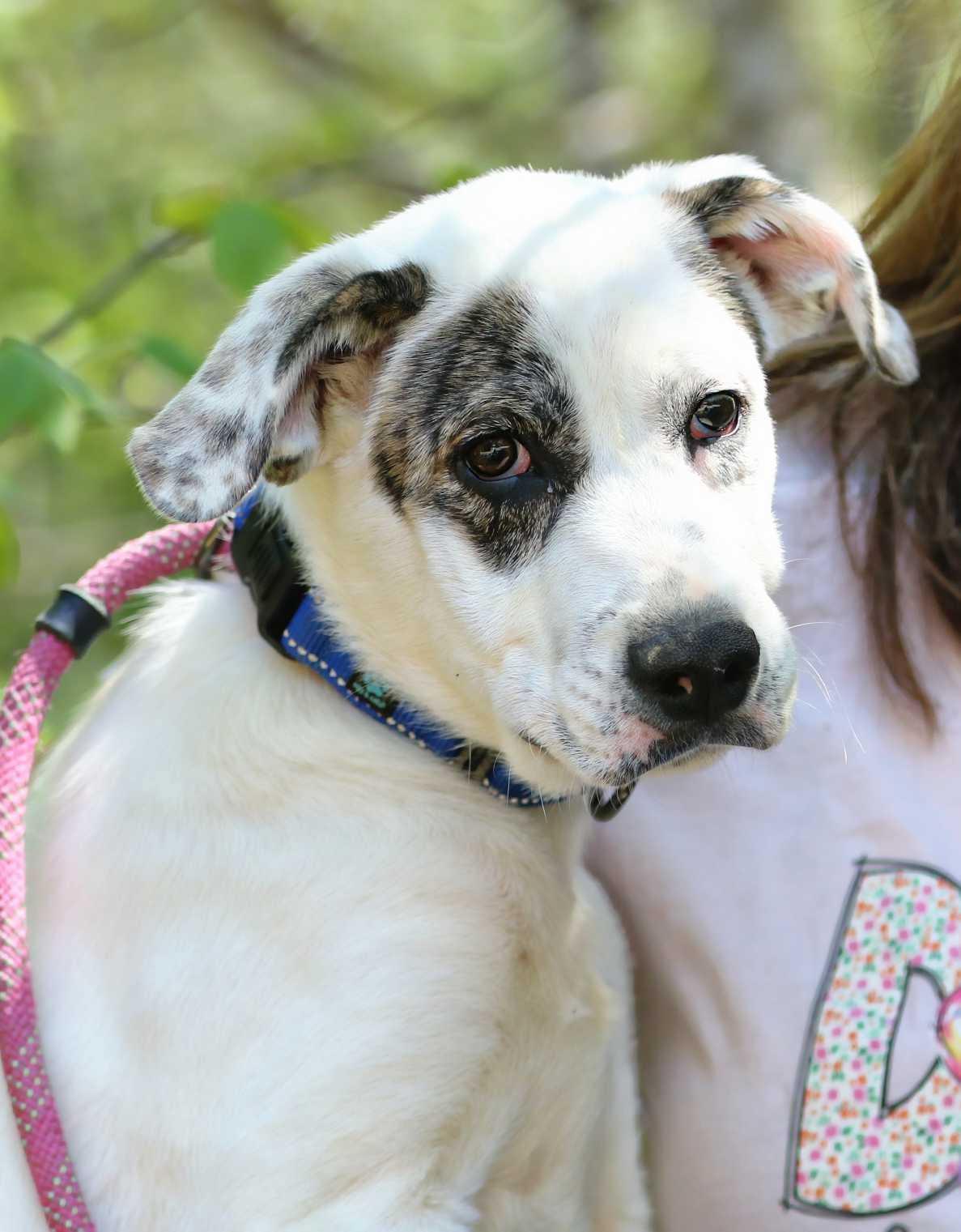 Enlarge Luda, a ADOPTABLE mixed breed in Maidens, VA image 2/6