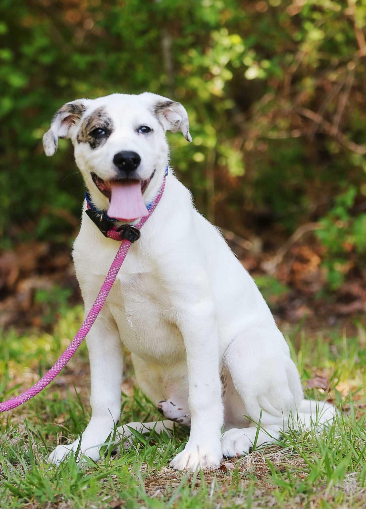 Enlarge Luda, a ADOPTABLE mixed breed in Maidens, VA image 4/6
