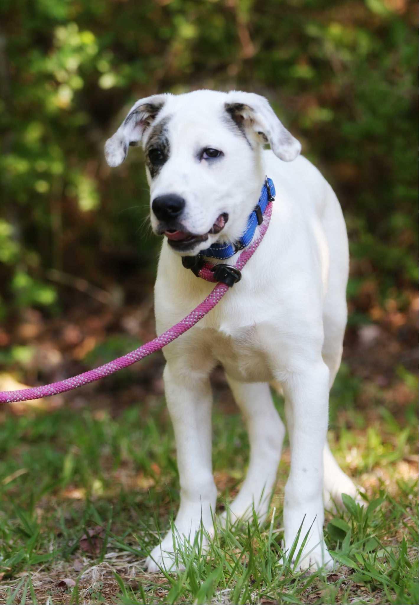Enlarge Luda, a ADOPTABLE mixed breed in Maidens, VA image 6/6