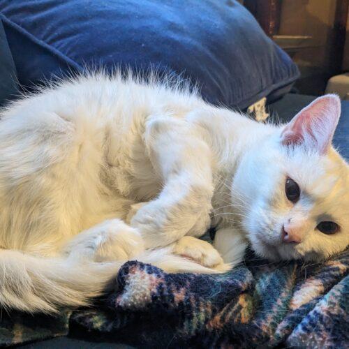 Providence, a Adoptable Domestic Short Hair in Tipp City, OH image 1/7