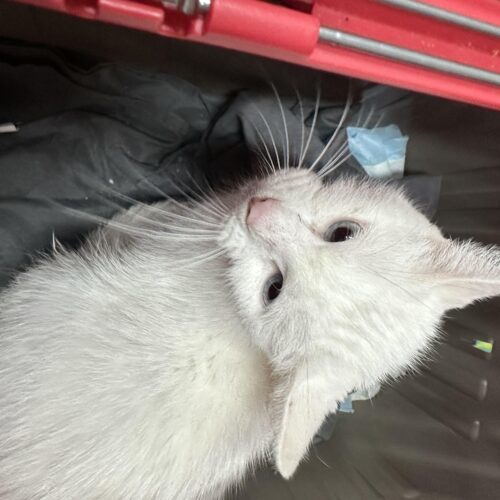 Providence, a Adoptable Domestic Short Hair in Tipp City, OH image 2/7