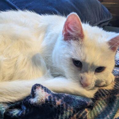 Providence, Adoptable, Adult Female Domestic Short Hair.