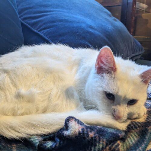 Providence, a Adoptable Domestic Short Hair in Tipp City, OH image 4/7