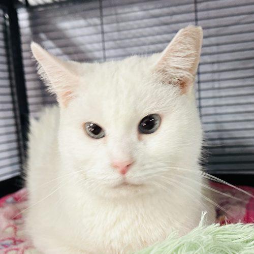 Enlarge Providence, a Adoptable Domestic Short Hair in Tipp City, OH image 1/6