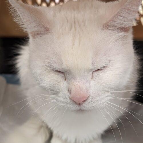 Providence, a Adoptable Domestic Short Hair in Tipp City, OH image 6/7