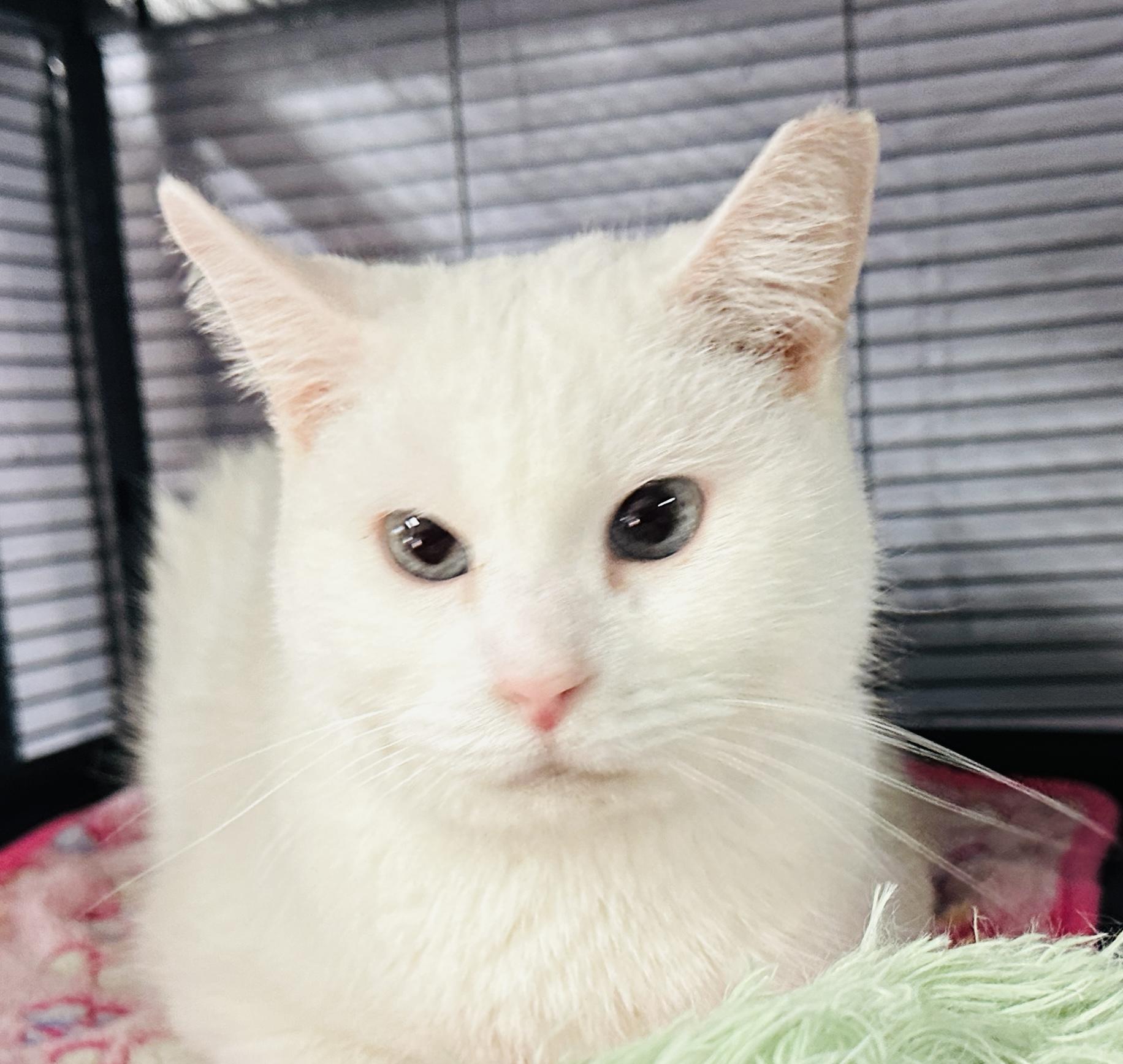 Providence, a Adoptable Domestic Short Hair in Tipp City, OH image 1/6