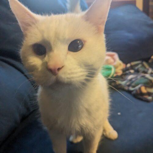 Enlarge Providence, a Adoptable Domestic Short Hair in Tipp City, OH image 7/7