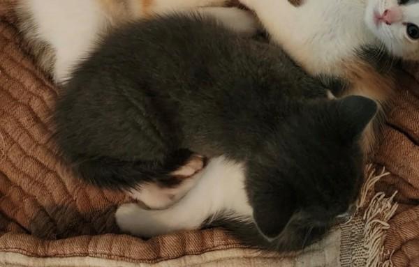 Matcha, Adoptable, Kitten Male Domestic Short Hair.