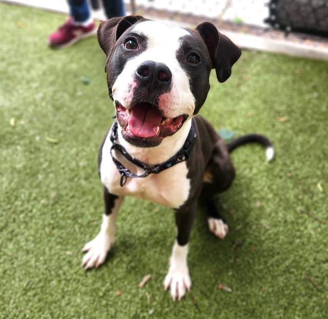 GELATO, Adoptable, Young Female Pit Bull Terrier.