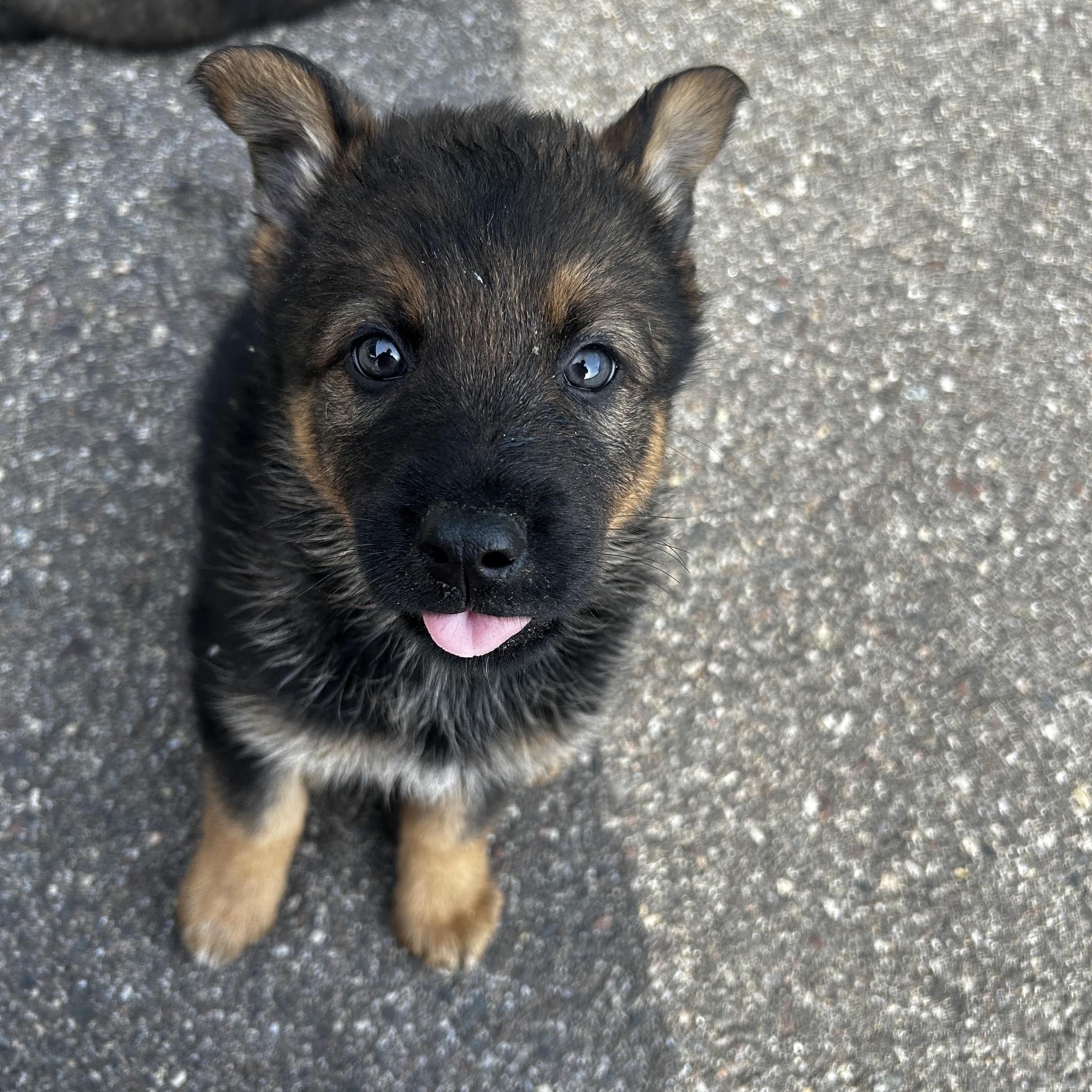 Tara, adopted, Puppy Female German Shepherd Dog & Husky.