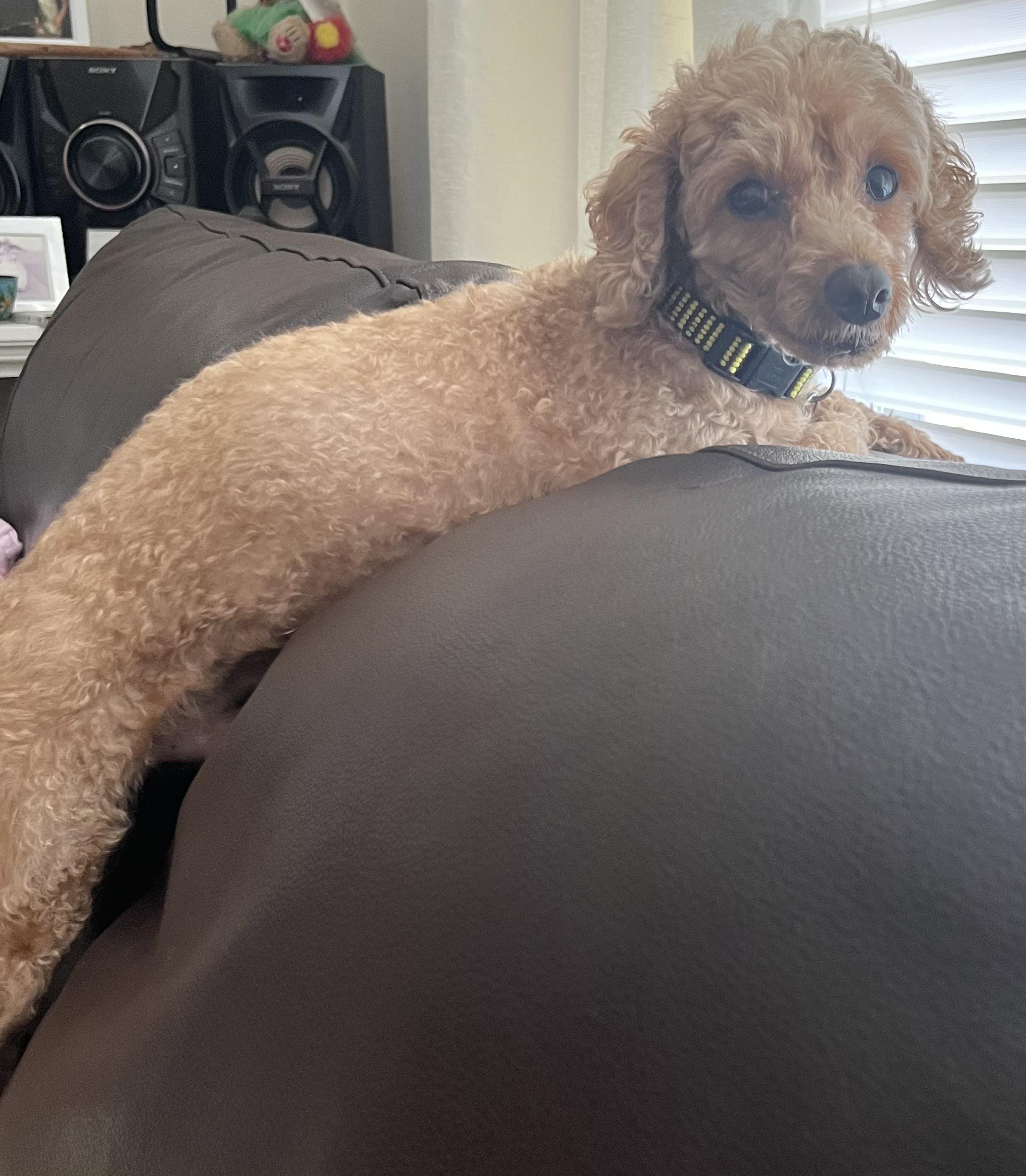 Coco, a ADOPTABLE Miniature Poodle in Etobicoke, ON image 4/6