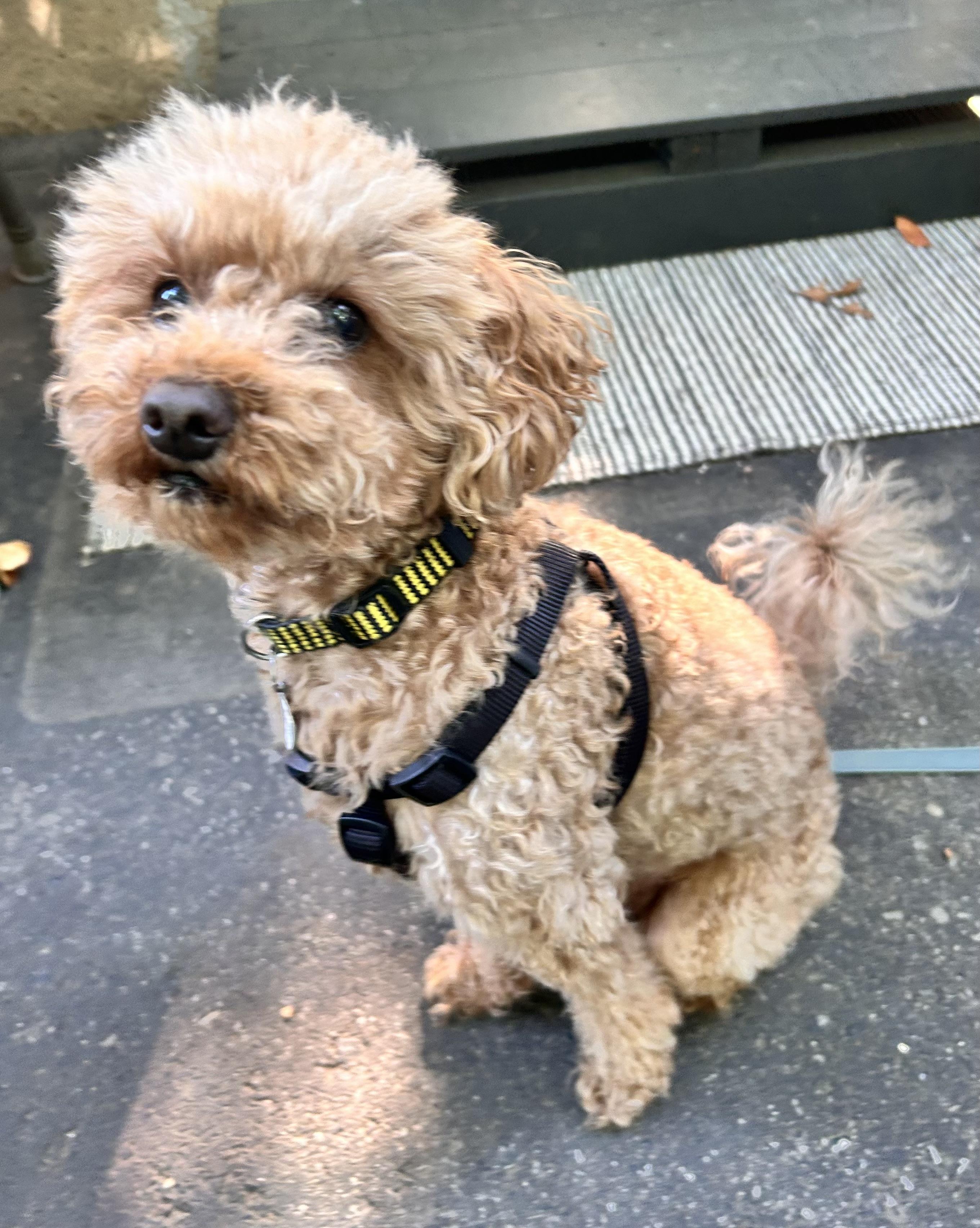 Enlarge Coco, a Adoptable Miniature Poodle in Etobicoke, ON image 2/5