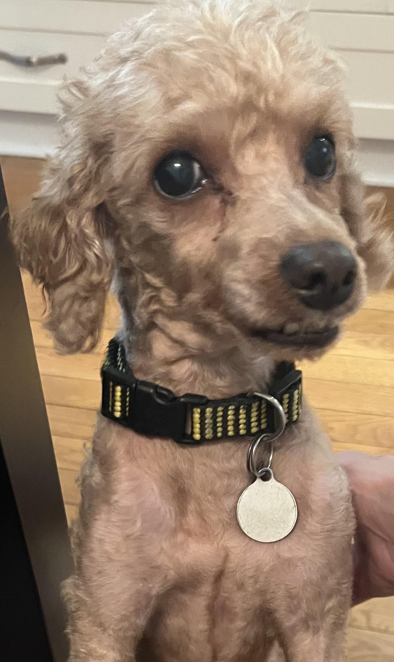 Coco, a ADOPTABLE Miniature Poodle in Etobicoke, ON image 1/6
