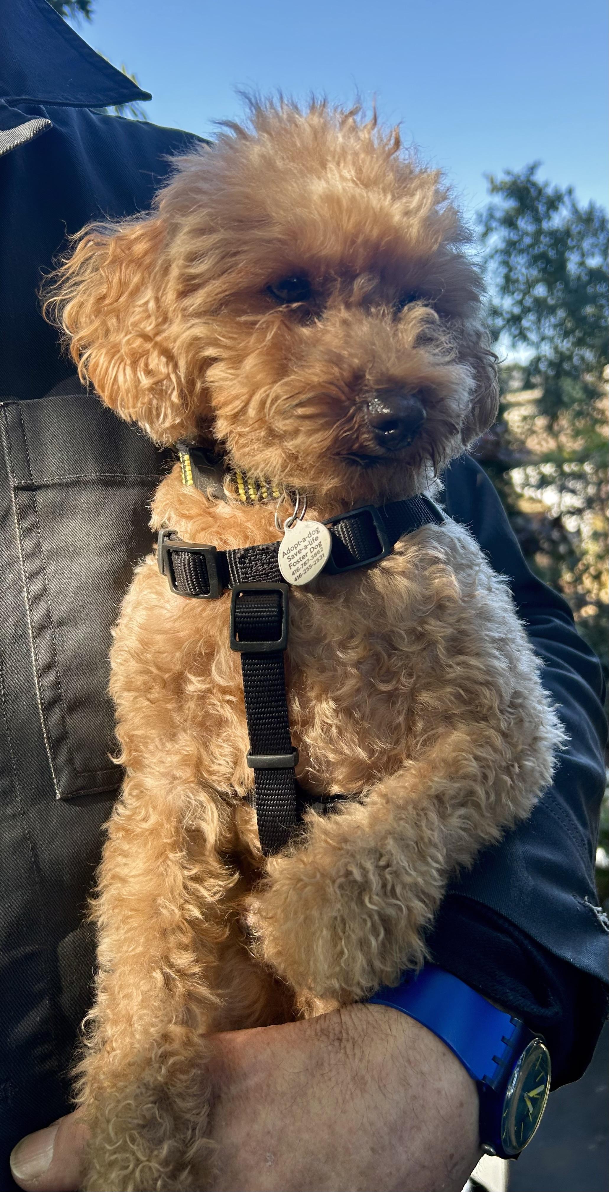 Enlarge Coco, a Adoptable Miniature Poodle in Etobicoke, ON image 3/5