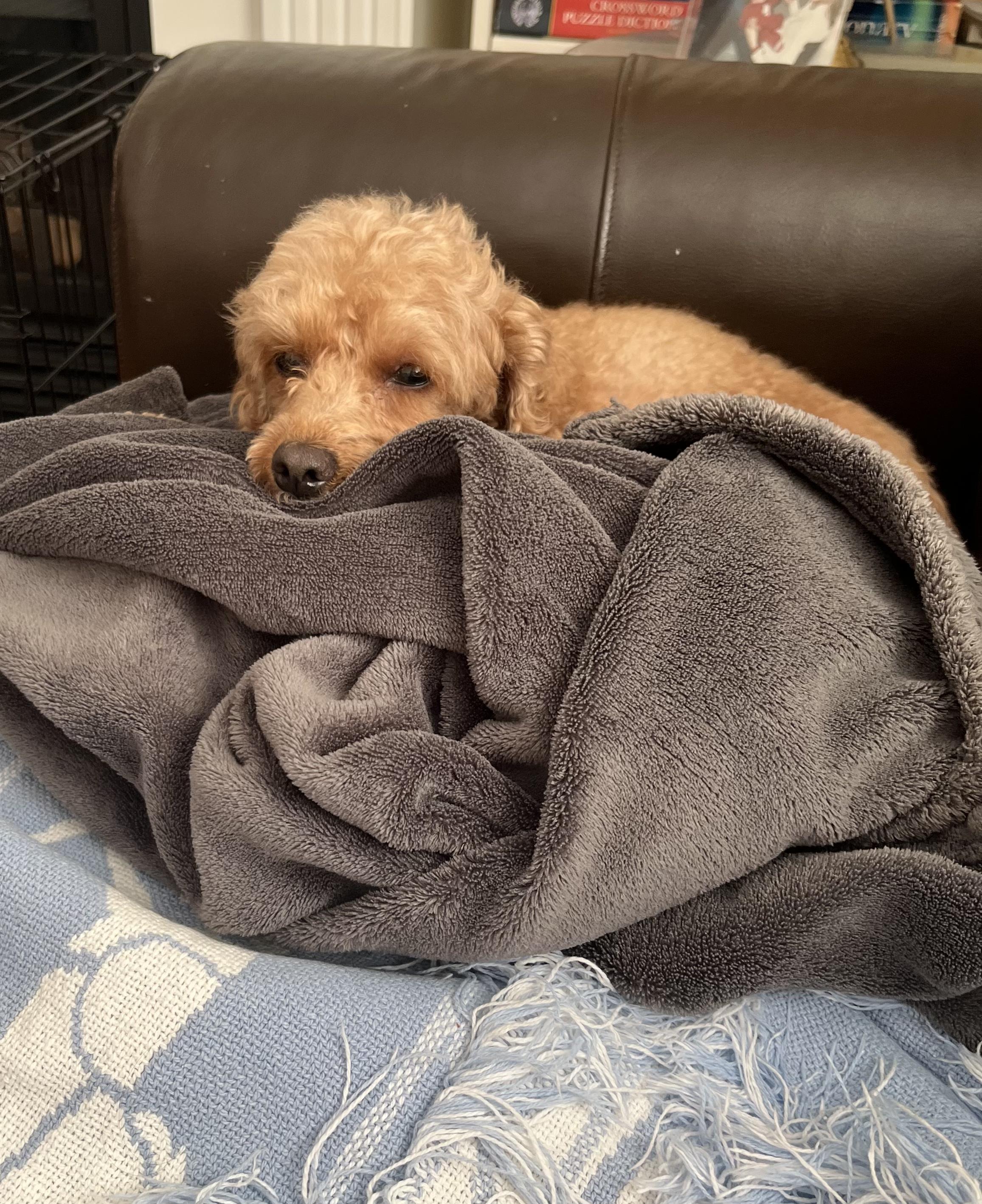Coco, a ADOPTABLE Miniature Poodle in Etobicoke, ON image 2/6