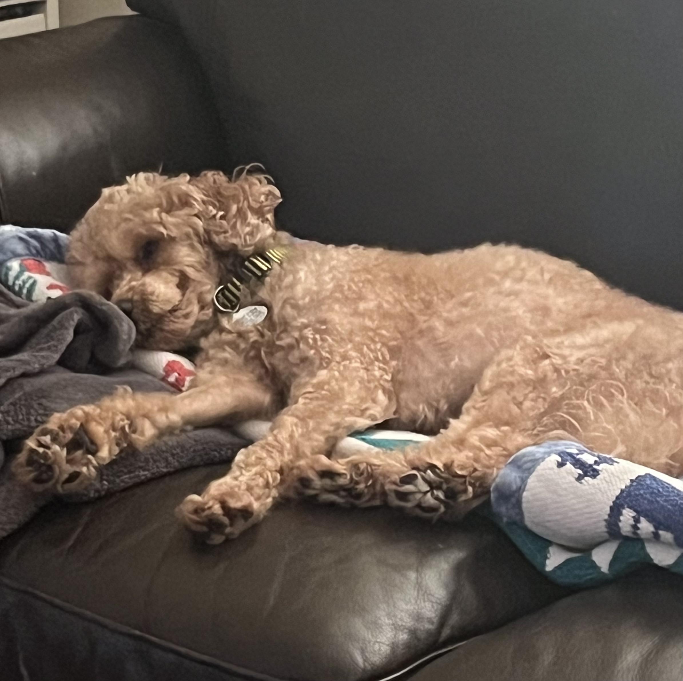 Coco, a ADOPTABLE Miniature Poodle in Etobicoke, ON image 3/6