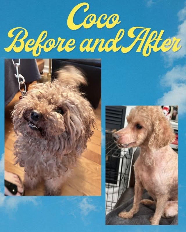 Coco, a ADOPTABLE Miniature Poodle in Etobicoke, ON image 6/6