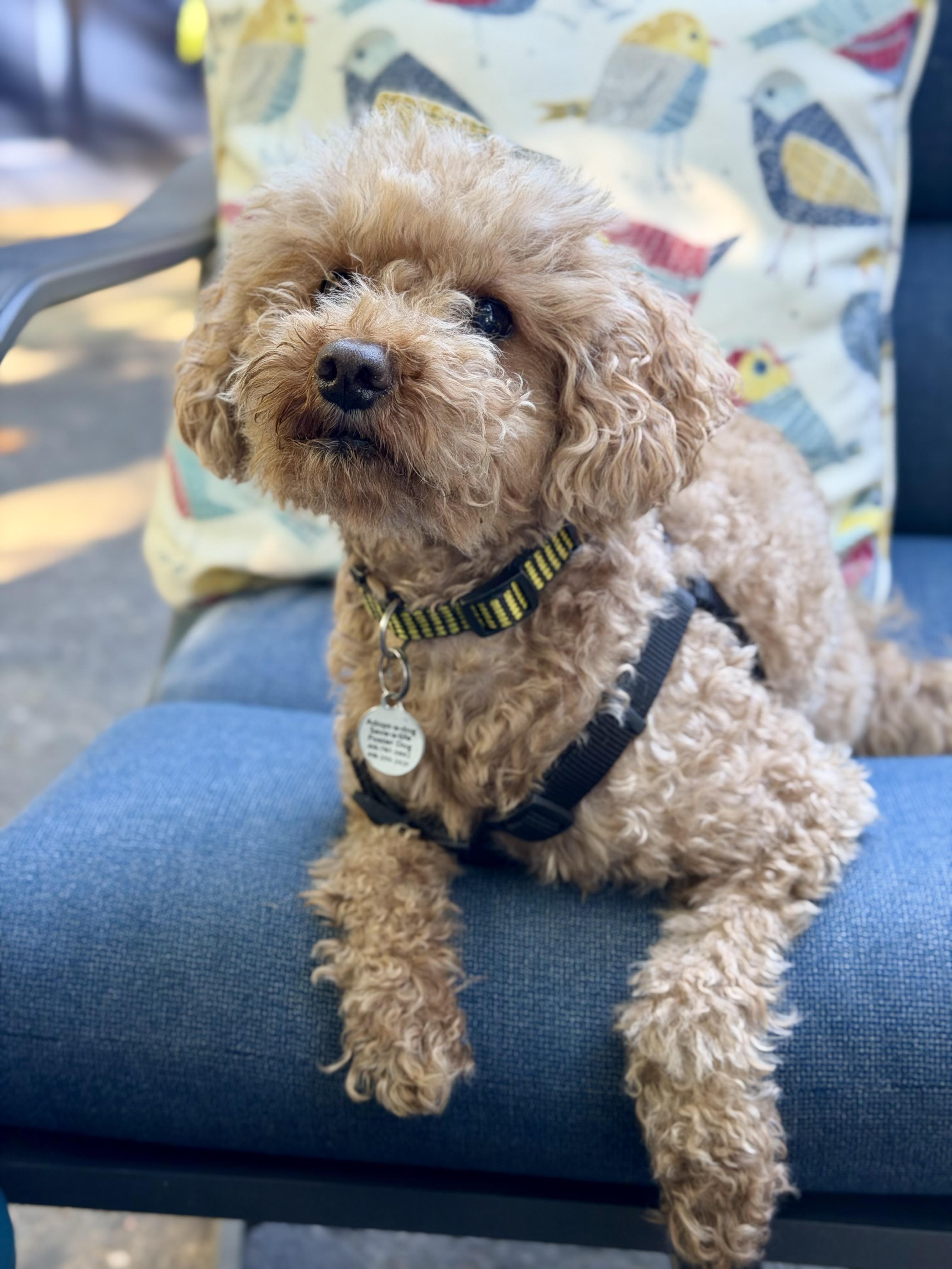 Enlarge Coco, a Adoptable Miniature Poodle in Etobicoke, ON image 1/5