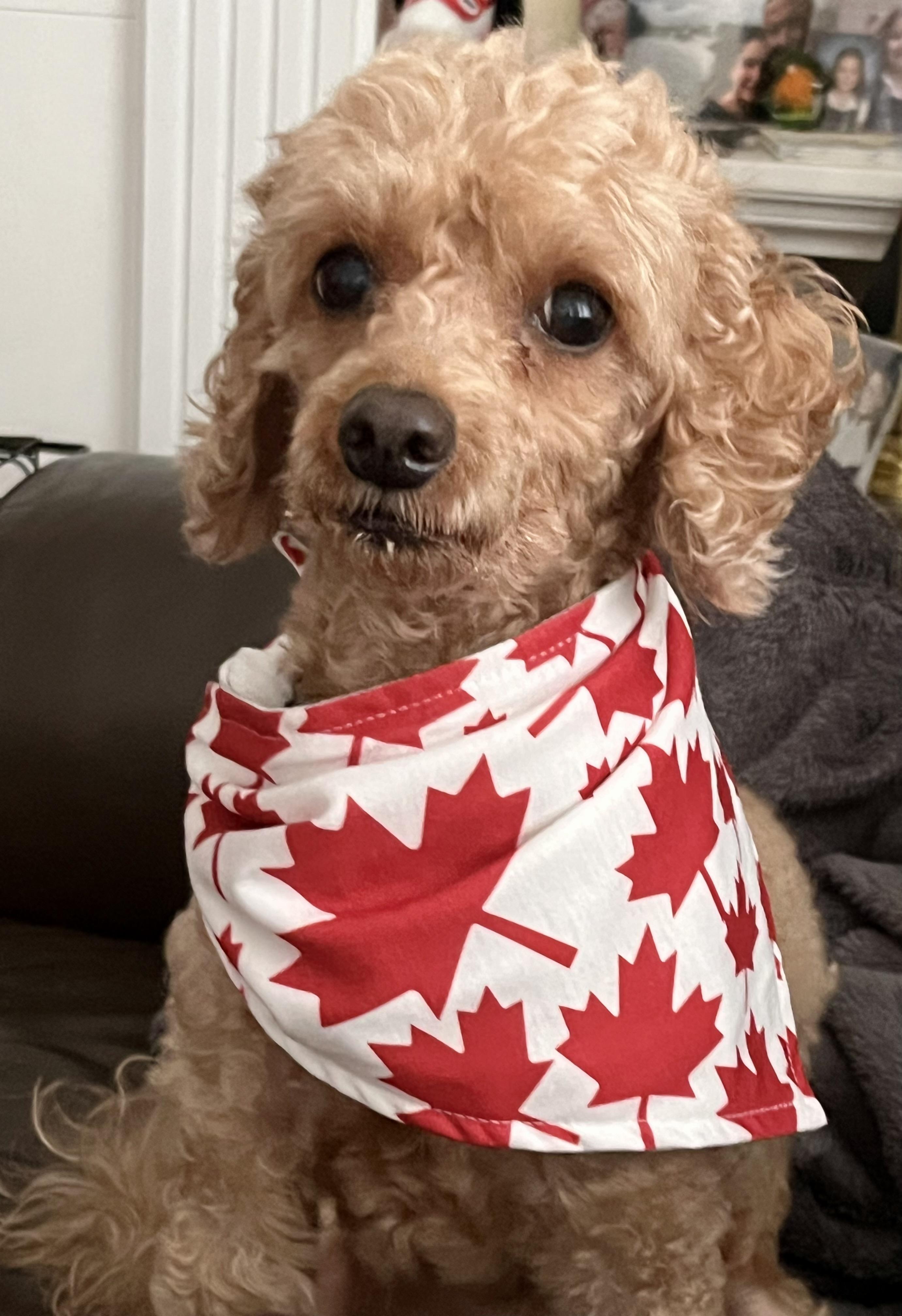 Coco, a ADOPTABLE Miniature Poodle in Etobicoke, ON image 5/6