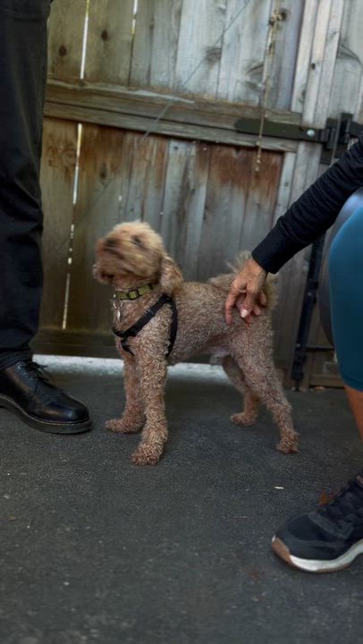 Enlarge Coco, a Adoptable Miniature Poodle in Etobicoke, ON video 5/5