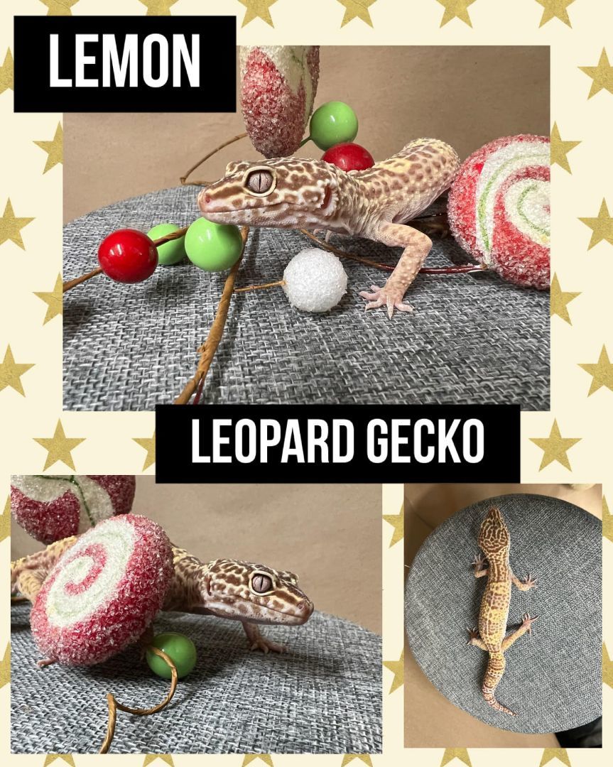 LEMON , Adult Male unknown