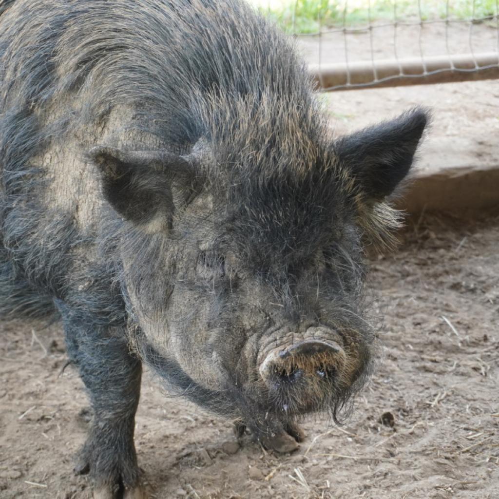 Enlarge Clint Eastwood, a Adoptable Pig in Asheville, NC image 1/2