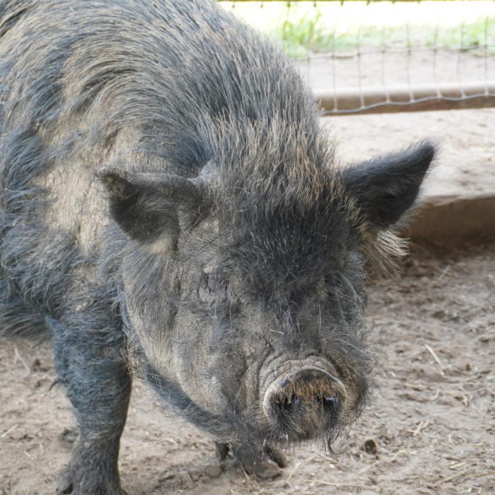 Enlarge Clint Eastwood, a Adoptable Pig in Asheville, NC image 2/2
