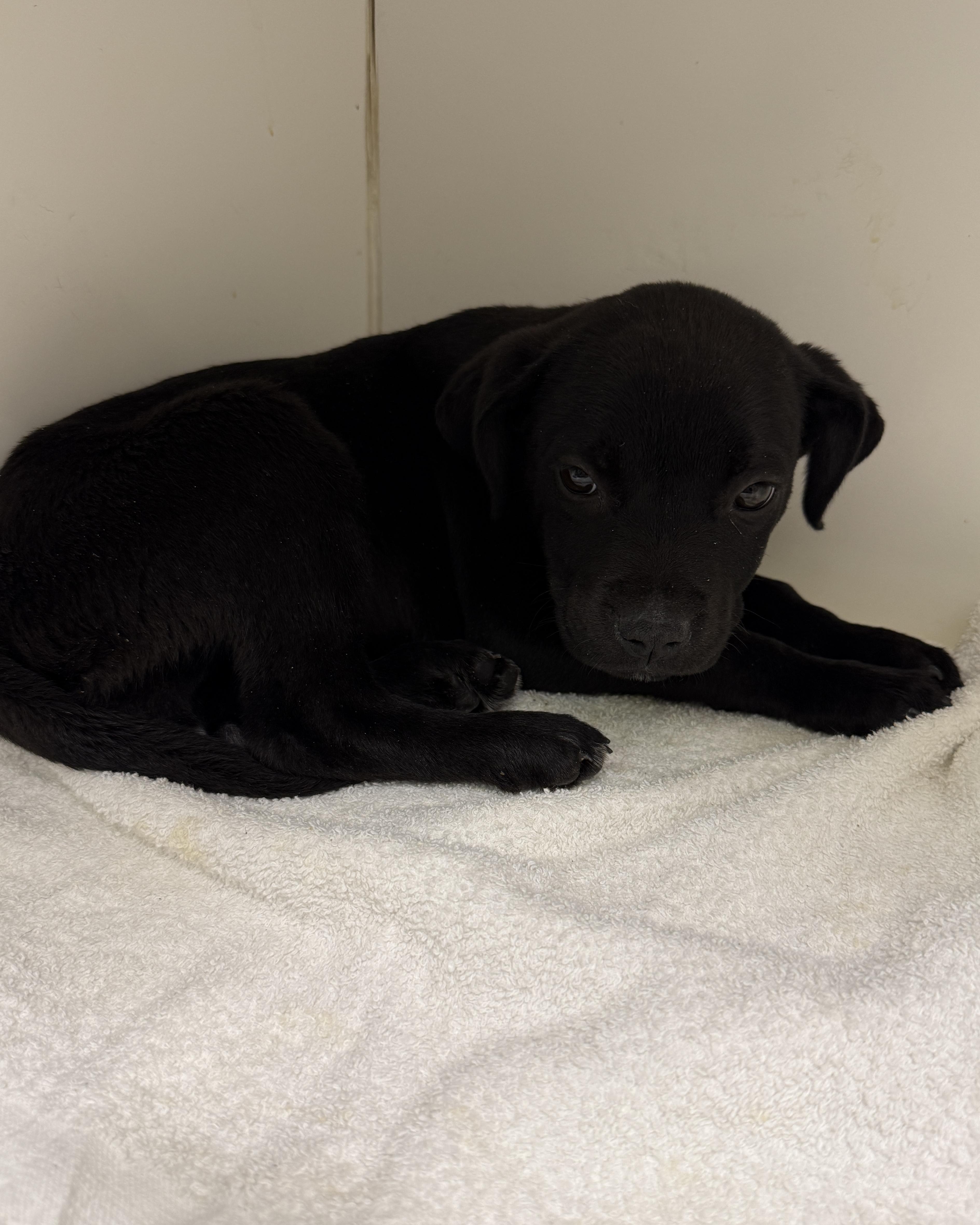 Enlarge KIMBER, an adopted mixed breed in Las Vegas, NV image 2/3