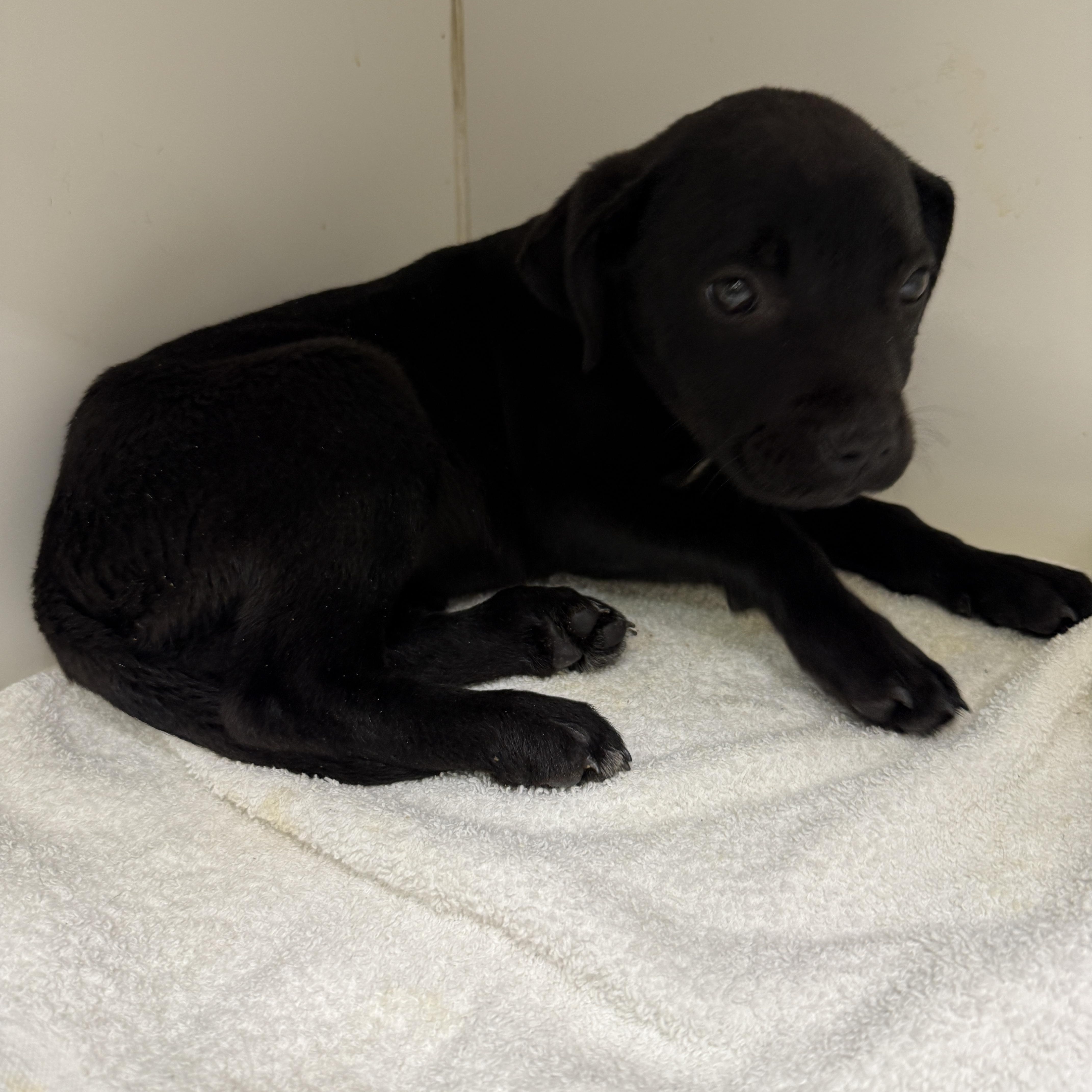 KIMBER, adopted, Puppy Female Black Labrador Retriever.