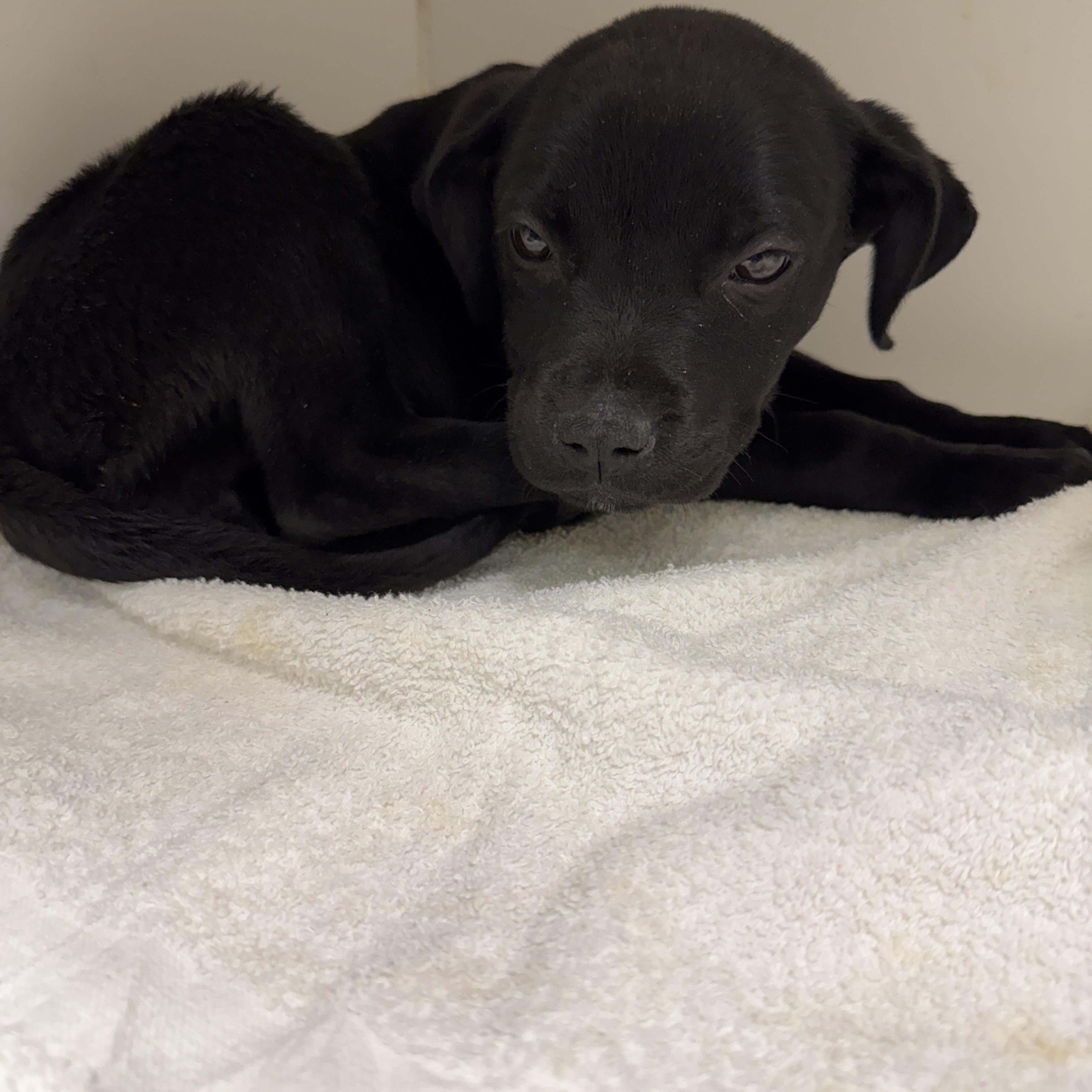 Enlarge KIMBER, an adopted mixed breed in Las Vegas, NV image 3/3