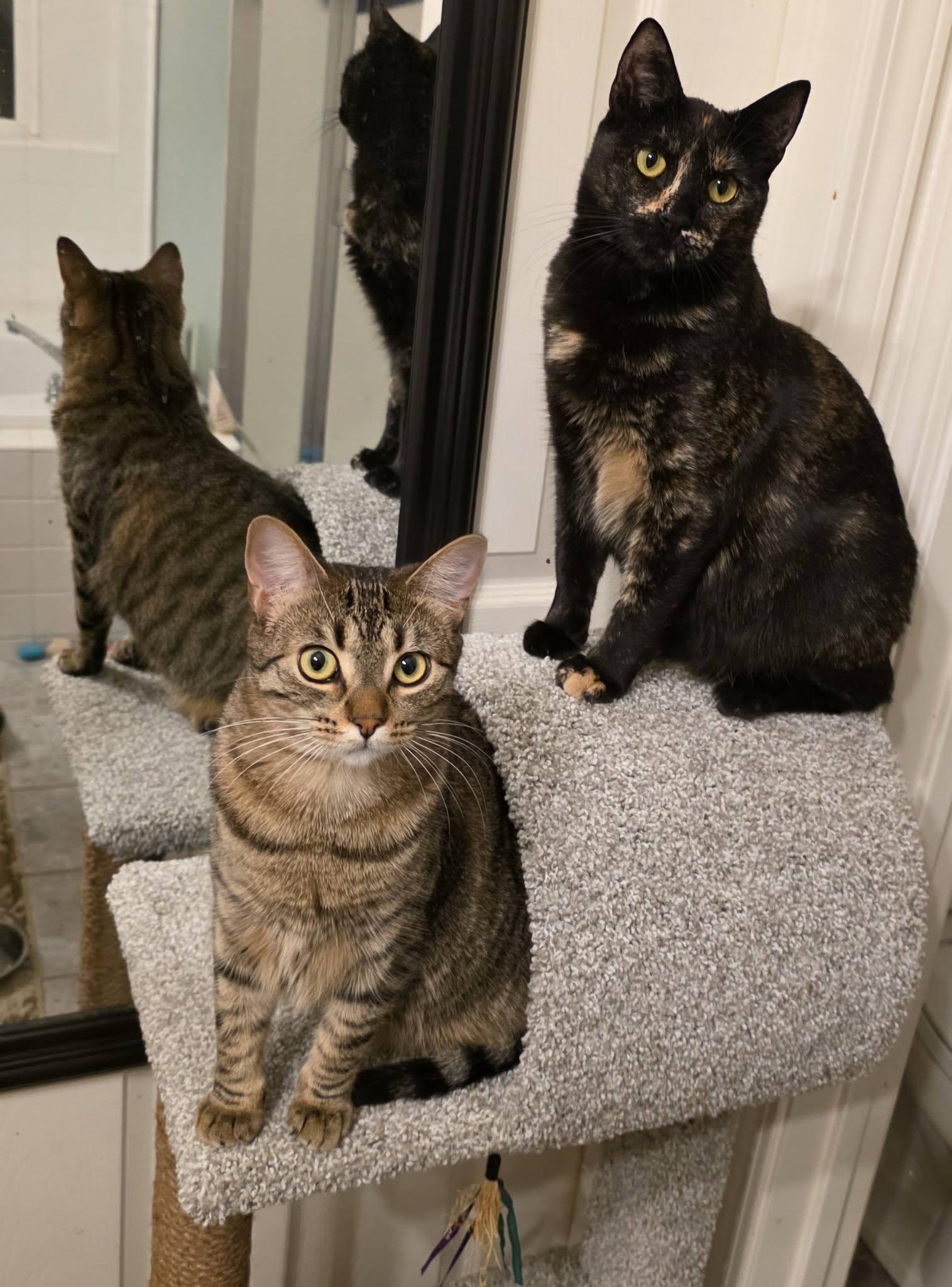 Saffron, a ADOPTABLE Domestic Short Hair in Brentwood, CA image 2/4